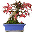 Acer buergerianum, 15,5 cm, ± 25 years old, photographed in autumn colours (October 20)