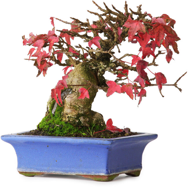 Acer buergerianum, 15,5 cm, ± 25 Jahre alt, fotografiert in Herbstfarben (20. Oktober)