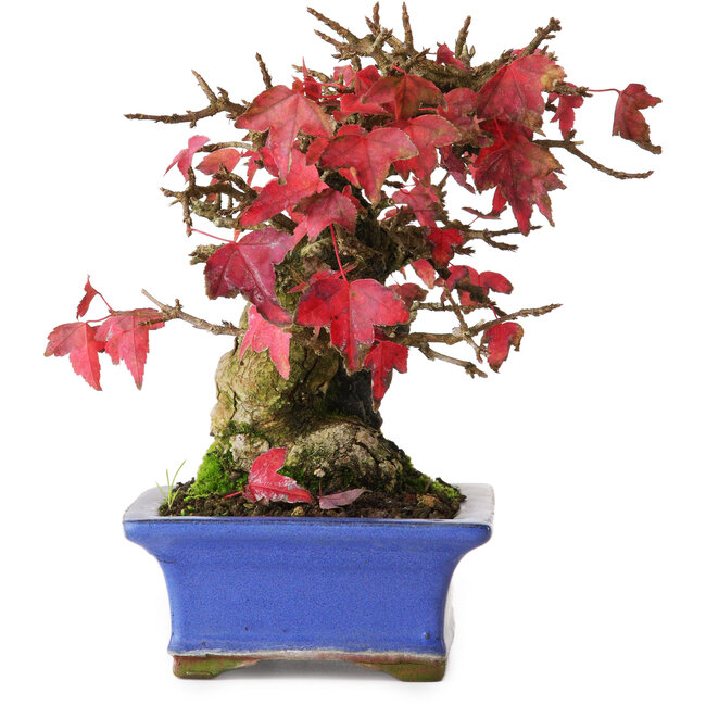 Acer buergerianum, 15,5 cm, ± 25 anni, fotografato nei colori autunnali (20 ottobre)