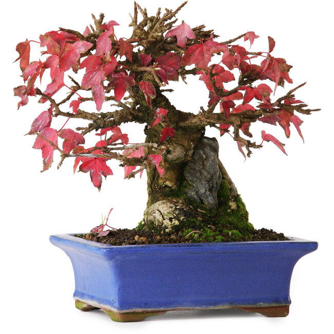 Acer buergerianum, 15,5 cm, ± 25 anni, fotografato nei colori autunnali (20 ottobre)