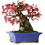 Acer buergerianum, 15,5 cm, ± 25 years old, photographed in autumn colours (October 20)