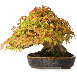Aiba Koyou Acer buergerianum, 17,5 cm, ± 40 Jahre alt