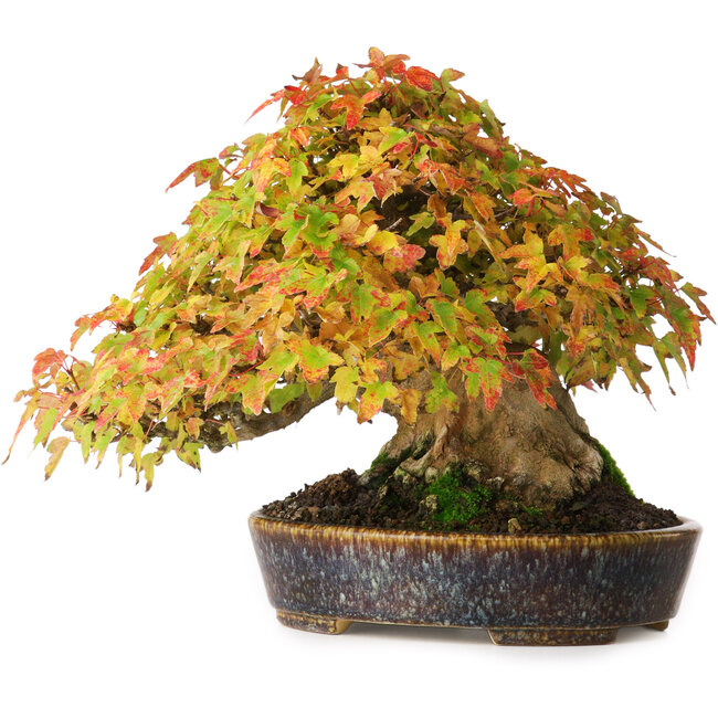 Acer buergerianum, 17,5 cm, ± 40 ans, dans un pot japonais fait main par Aiba Koyou, photographié aux couleurs d'automne (20 octobre)
