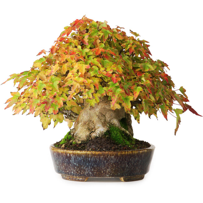 Acer buergerianum, 17,5 cm, ± 40 años, en una maceta japonesa hecha a mano por Aiba Koyou, fotografiado con colores otoñales (20 de octubre)