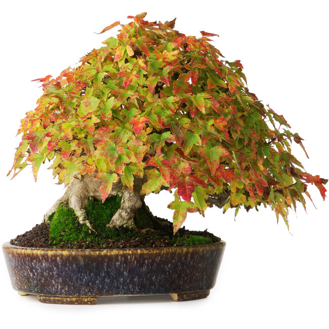 Acer buergerianum, 17,5 cm, ± 40 jaar oud, in een handgemaakte Japanse pot van Aiba Koyou, gefotografeerd in herfstkleuren (20 oktober)