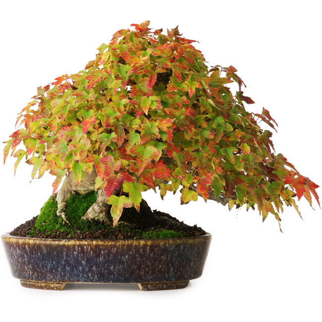 Acer buergerianum, 17,5 cm, ± 40 ans, dans un pot japonais fait main par Aiba Koyou, photographié aux couleurs d'automne (20 octobre)