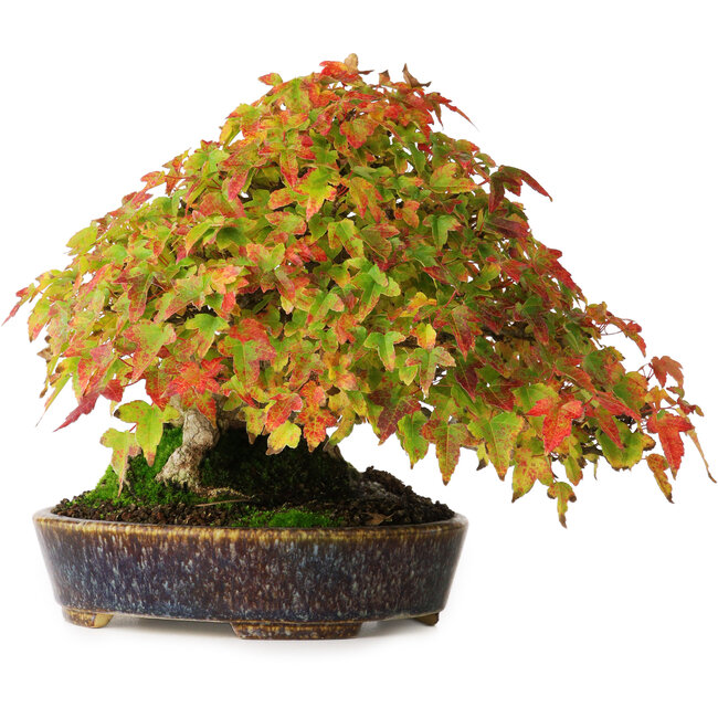 Acer buergerianum, 17,5 cm, ± 40 jaar oud, in een handgemaakte Japanse pot van Aiba Koyou, gefotografeerd in herfstkleuren (20 oktober)