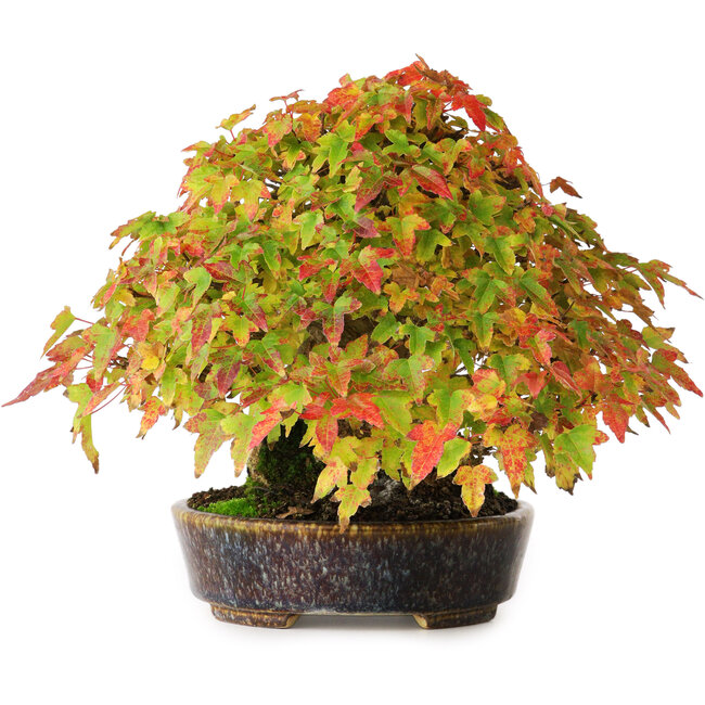 Acer buergerianum, 17,5 cm, ± 40 años, en una maceta japonesa hecha a mano por Aiba Koyou, fotografiado con colores otoñales (20 de octubre)