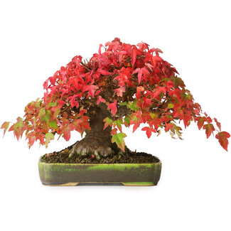 Acer buergerianum, 18 cm, ± 30 ans