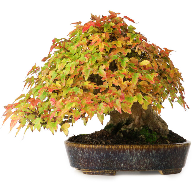 Acer buergerianum, 17,5 cm, ± 40 anni, in un vaso giapponese fatto a mano da Aiba Koyou, fotografato nei colori autunnali (20 ottobre)