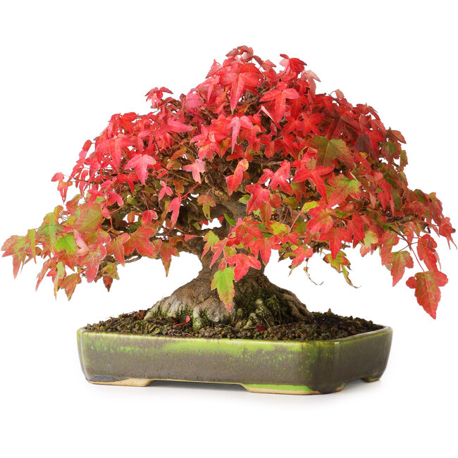 Acer buergerianum, 18 cm, ± 30 years old, with a nebari of 8 cm and roots up to 9,5 wide, photographed in autumn colours (October 20)