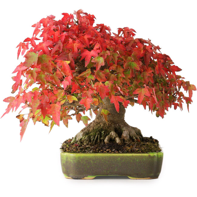 Acer buergerianum, 18 cm, ± 30 ans, avec un nebari de 8 cm et des racines jusqu'à 9,5 cm de large, photographié aux couleurs d'automne (20 octobre)