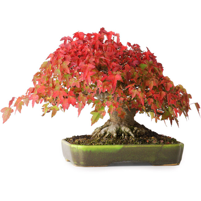 Acer buergerianum, 18 cm, ± 30 anni, con un nebari di 8 cm e radici larghe fino a 9,5, fotografato nei colori autunnali (20 ottobre)