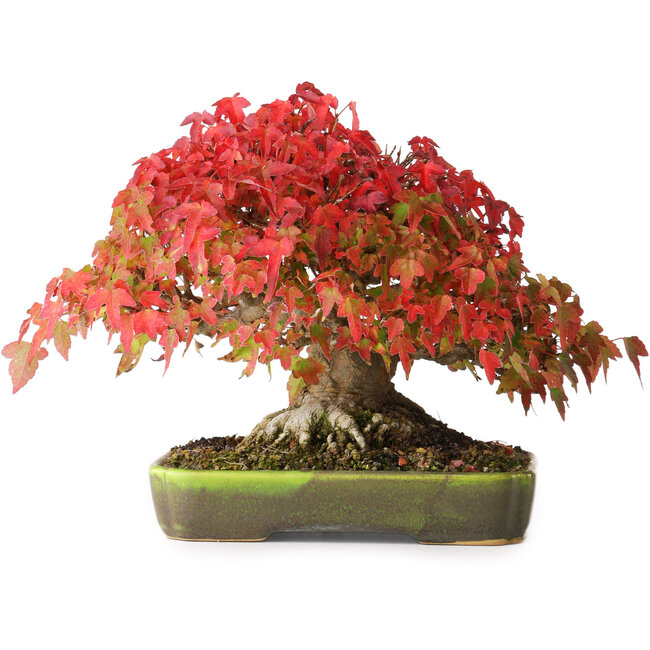 Acer buergerianum, 18 cm, ± 30 ans, avec un nebari de 8 cm et des racines jusqu'à 9,5 cm de large, photographié aux couleurs d'automne (20 octobre)