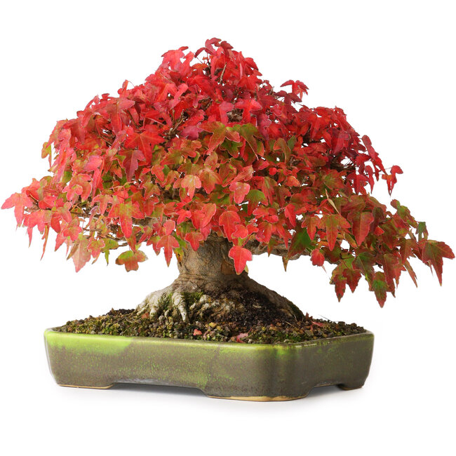 Acer buergerianum, 18 cm, ± 30 años, con un nebari de 8 cm y raíces de hasta 9,5 de ancho, fotografiado con colores otoñales (20 de octubre)