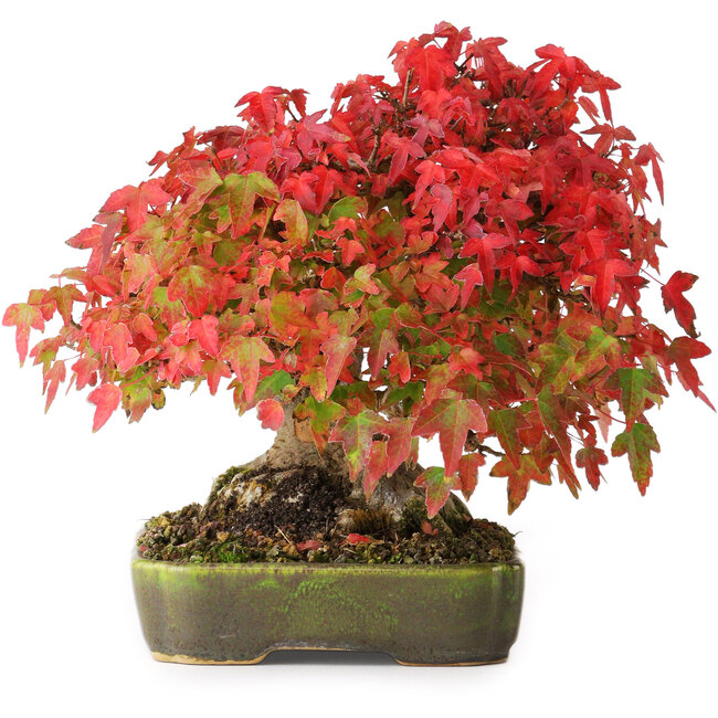 Acer buergerianum, 18 cm, ± 30 jaar oud, met een nebari van 8 cm en wortels tot 9,5 cm breed, gefotografeerd in herfstkleuren (20 oktober)