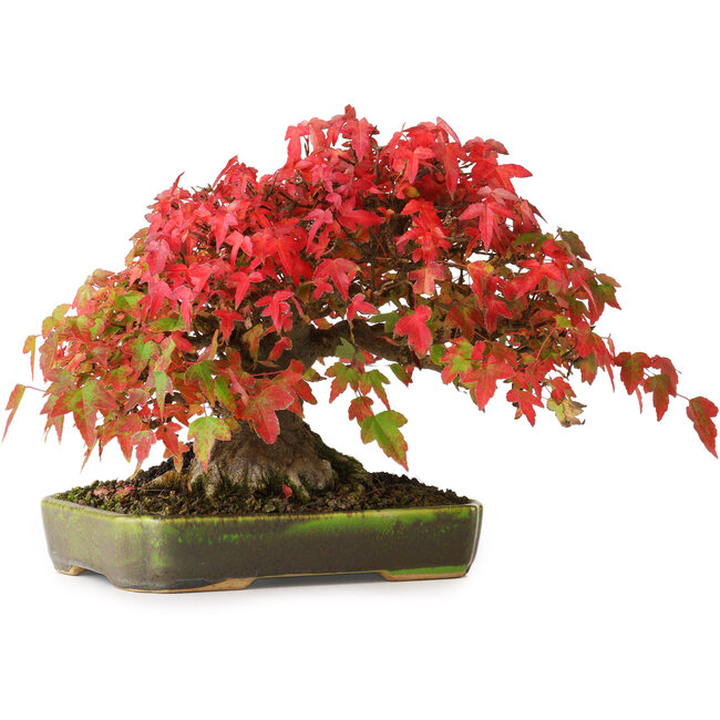 Acer buergerianum, 18 cm, ± 30 jaar oud, met een nebari van 8 cm en wortels tot 9,5 cm breed, gefotografeerd in herfstkleuren (20 oktober)