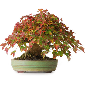 Acer buergerianum, 15 cm, ± 25 años
