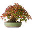 Acer buergerianum, 15 cm, ± 25 jaar oud, in een handgemaakte Japanse pot, gefotografeerd in herfstkleuren (20 oktober)