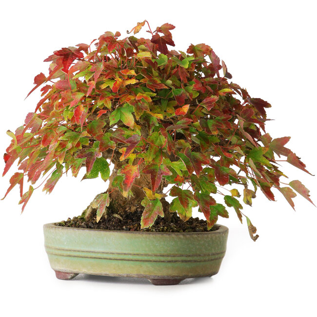 Acer buergerianum, 15 cm, ± 25 anni, in un vaso giapponese fatto a mano, fotografato nei colori autunnali (20 ottobre)