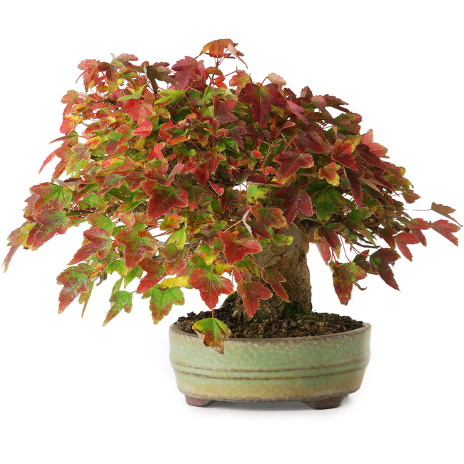 Acer buergerianum, 15 cm, ± 25 Jahre alt, in einem handgefertigten japanischen Topf, fotografiert in Herbstfarben (20. Oktober)