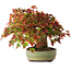 Acer buergerianum, 15 cm, ± 25 anni, in un vaso giapponese fatto a mano, fotografato nei colori autunnali (20 ottobre)
