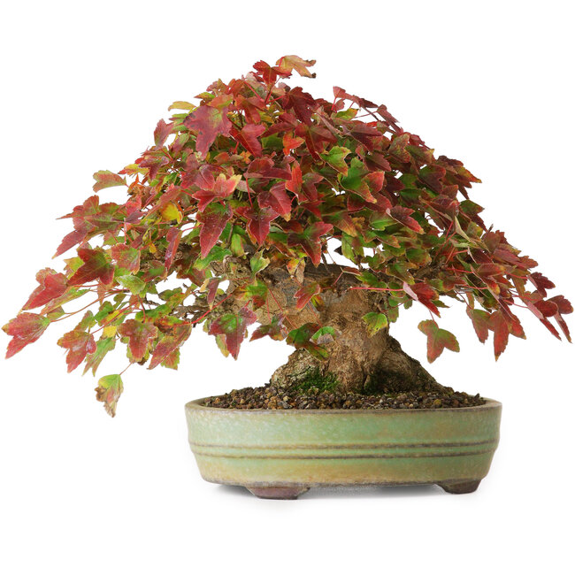 Acer buergerianum, 15 cm, ± 25 years old, in a handmade japanese pot, photographed in autumn colours (October 20)