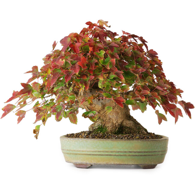 Acer buergerianum, 15 cm, ± 25 anni, in un vaso giapponese fatto a mano, fotografato nei colori autunnali (20 ottobre)