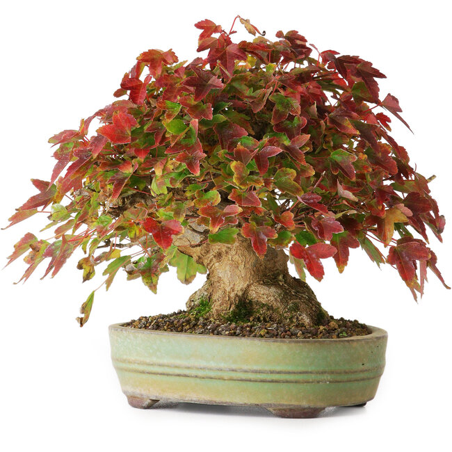 Acer buergerianum, 15 cm, ± 25 Jahre alt, in einem handgefertigten japanischen Topf, fotografiert in Herbstfarben (20. Oktober)