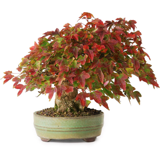 Acer buergerianum, 15 cm, ± 25 jaar oud, in een handgemaakte Japanse pot, gefotografeerd in herfstkleuren (20 oktober)