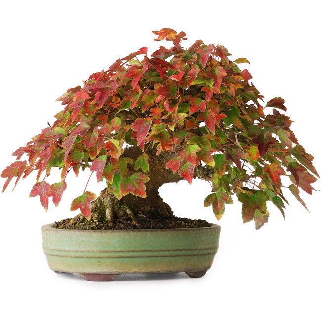 Acer buergerianum, 15 cm, ± 25 anni, in un vaso giapponese fatto a mano, fotografato nei colori autunnali (20 ottobre)