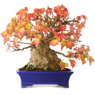 Shibakatsu Acer buergerianum, 22 cm, ± 25 ans