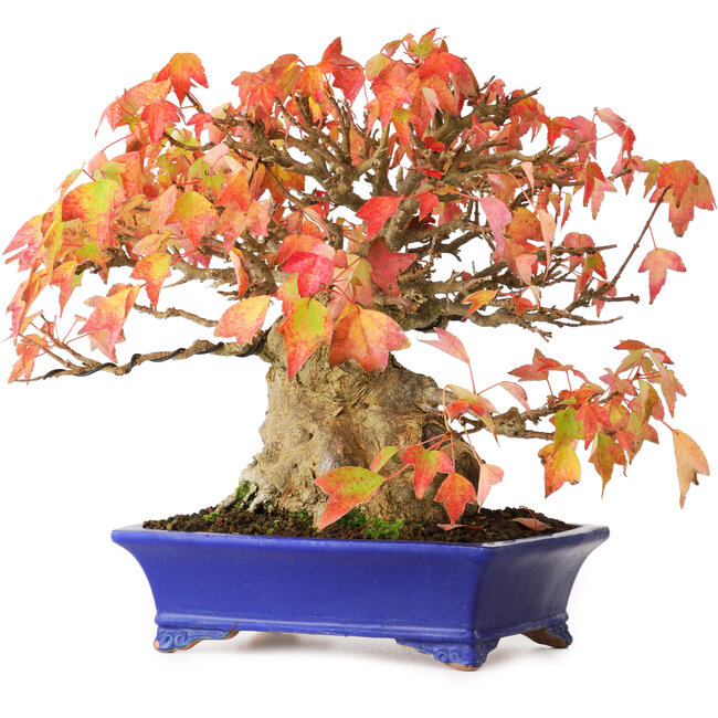 Acer buergerianum, 22 cm, ± 25 años, en una maceta japonesa hecha a mano por Shibakatsu, fotografiado con colores otoñales (20 de octubre)