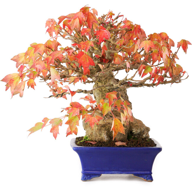 Acer buergerianum, 22 cm, ± 25 jaar oud, in een handgemaakte Japanse pot van Shibakatsu, gefotografeerd in herfstkleuren (20 oktober)