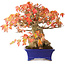 Acer buergerianum, 22 cm, ± 25 ans, dans un pot japonais fait main par Shibakatsu, photographié aux couleurs d'automne (20 octobre)