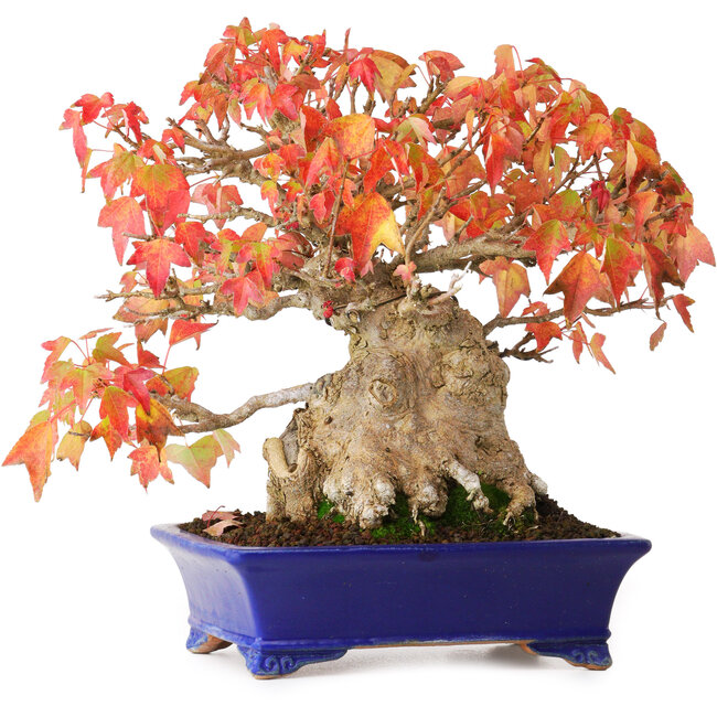 Acer buergerianum, 22 cm, ± 25 Jahre alt, in einem handgefertigten japanischen Topf von Shibakatsu, fotografiert in Herbstfarben (20. Oktober)