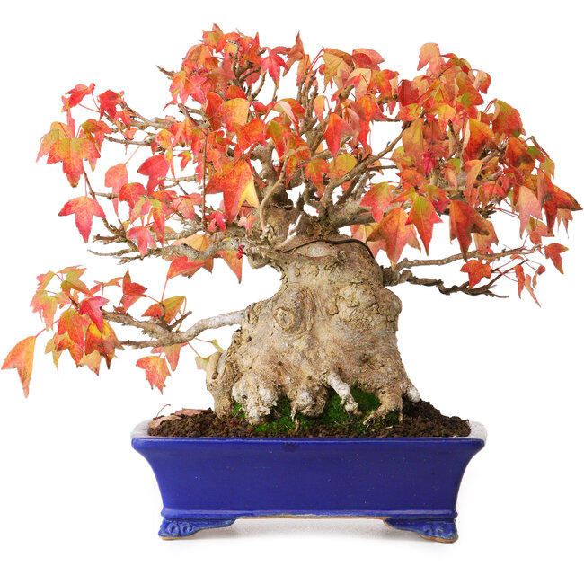 Acer buergerianum, 22 cm, ± 25 años, en una maceta japonesa hecha a mano por Shibakatsu, fotografiado con colores otoñales (20 de octubre)