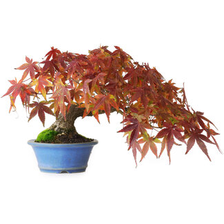 Acer palmatum, 15 cm, ± 20 anni