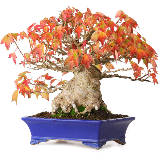 Acer buergerianum, 22 cm, ± 25 anni, in un vaso giapponese fatto a mano da Shibakatsu, fotografato nei colori autunnali (20 ottobre)