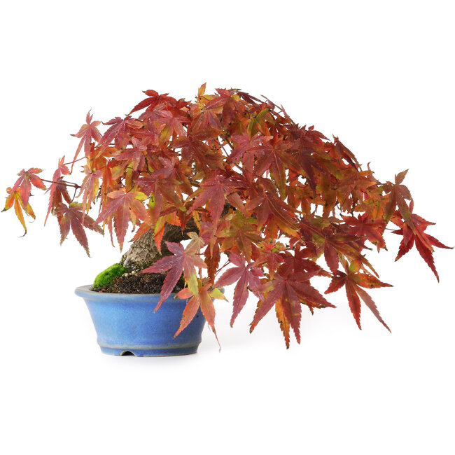 Acer palmatum, 15 cm, ± 20 ans, photographié aux couleurs d'automne (20 octobre)