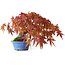 Acer palmatum, 15 cm, ± 20 jaar oud, gefotografeerd in herfstkleuren (20 oktober)