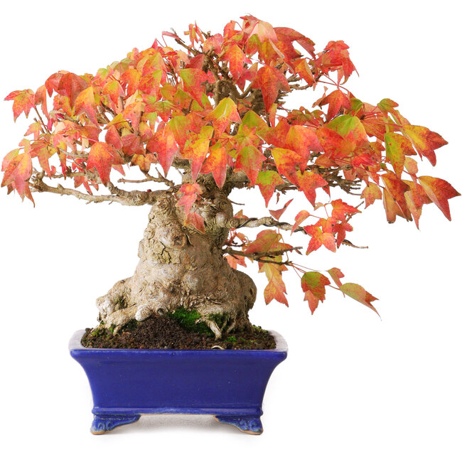 Acer buergerianum, 22 cm, ± 25 Jahre alt, in einem handgefertigten japanischen Topf von Shibakatsu, fotografiert in Herbstfarben (20. Oktober)