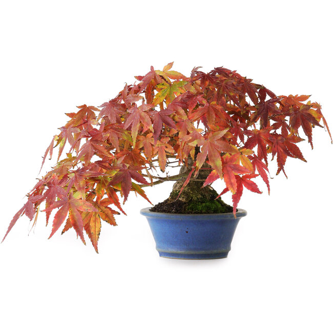 Acer palmatum, 15 cm, ± 20 jaar oud, gefotografeerd in herfstkleuren (20 oktober)