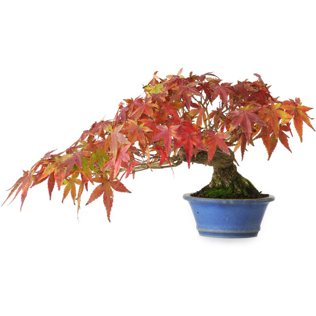 Acer palmatum, 15 cm, ± 20 años, fotografiado con colores otoñales (octubre de 20)
