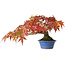 Acer palmatum, 15 cm, ± 20 Jahre alt, fotografiert in Herbstfarben (20. Oktober)
