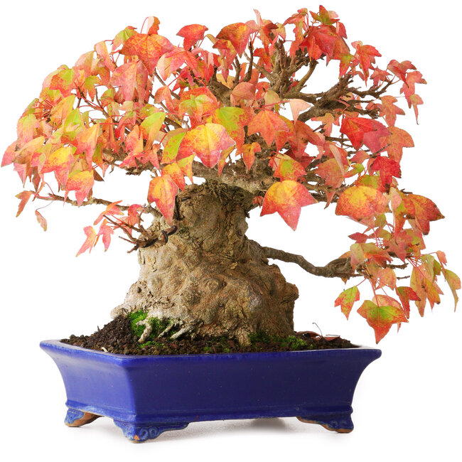 Acer buergerianum, 22 cm, ± 25 jaar oud, in een handgemaakte Japanse pot van Shibakatsu, gefotografeerd in herfstkleuren (20 oktober)
