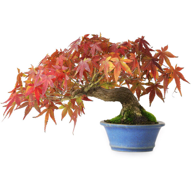 Acer palmatum, 15 cm, ± 20 anni, fotografato nei colori autunnali (20 ottobre)