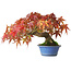 Acer palmatum, 15 cm, ± 20 jaar oud, gefotografeerd in herfstkleuren (20 oktober)