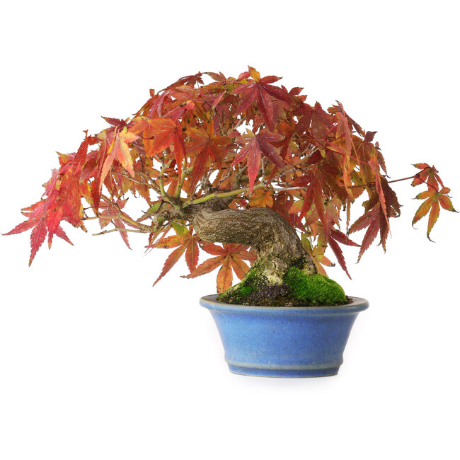 Acer palmatum, 15 cm, ± 20 ans, photographié aux couleurs d'automne (20 octobre)