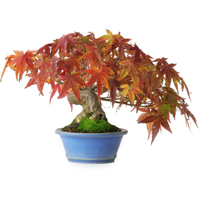 Acer palmatum, 15 cm, ± 20 Jahre alt, fotografiert in Herbstfarben (20. Oktober)